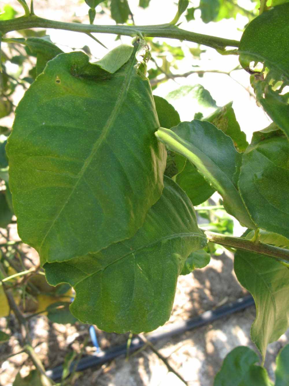            Shade leaves (Winter Haven, FL)   